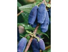 ��������� ��������� ��������.jpg