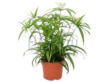 ������� ���� ���� 15�60. 437,18 ���.jpg