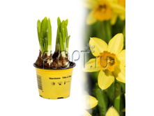 ������� ���-�-��� 9�15. 64,37 ���.jpg