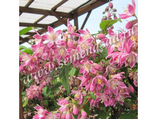 ������ ��������� �������.jpg