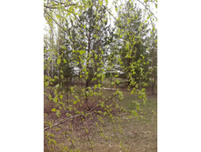 IMG 20160427 171629.jpg