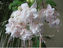 Exton Beauty (����-����)