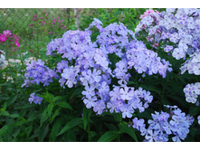 ��������� (�������)