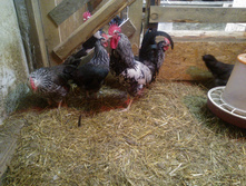 ������������