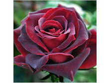 ���� ����� �����-��������� ���� �����.jpg