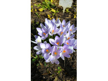 ������ �������� ������-���������, 15 �