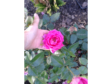 2015-08-15 17.04.48.jpg
