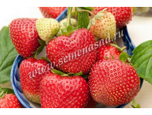 ��������� ������� ( 5��) (������, �������������, ���������).jpg