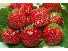 ��������� �������� ��������� ( 5��) (������������, ��� �� 100 ��.).jpg