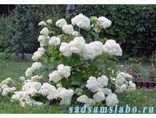 ��������� ����������� ����������� (V2-3�.) (������ �����,�������� ��������)