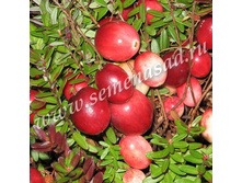 ������ ������������� �������.jpg