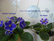 Perfect Harmony � DS ����.jpg