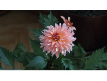 ������� ��������