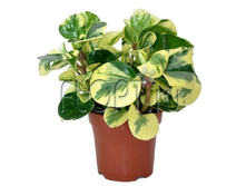 ��������� ���� ���� 12�25. 163,45 ���.jpg