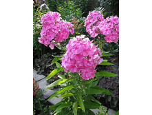 �������� �������-195�.jpg