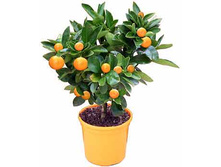 ������ ����������.jpg