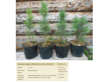 ������� ����� ����������, ����� standart, 25-30�� 800���.jpg