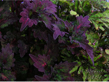 Dark elf, 2 �������, 80 �.