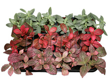 �������� ���� 3��. 8�10. 94,5 ���.jpg