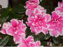 2292934 dcde4609.jpg