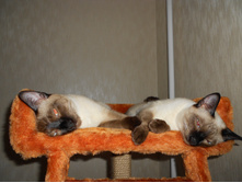 �������� ���� ������, � �����- ������ :)))