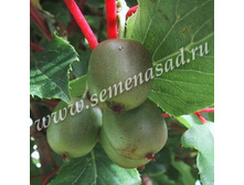 ��������� ������ �����.jpg