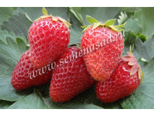 ��������� �������� ( 5��) (������������, ���������������).jpg