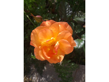 2015-09-20 12.27.25.jpg
