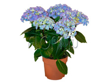 ��������� ����� 13�30. 522,9 ���.jpg