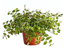 ����� ������ ���� ����� 10�20. 124,95 ���.jpg