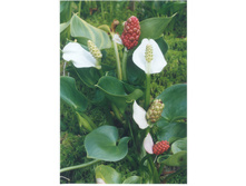 ����� ����� 260�.jpg