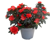 ������ ���� ��� 13�30. 254,1 ���.jpg