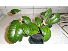 Hoya callistophylla- ������ �������� �������� ...