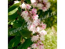 ������ �������� ������������.jpg