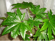 ������ �������� - 250- 450 ���.