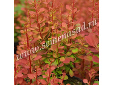 �������� �������� ������ �����.jpg