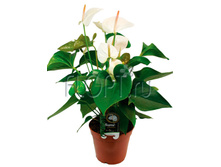 �������� ����� ���� 17�65. 824,24 ���.jpg