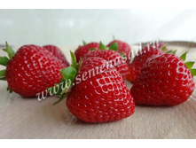 ��������� ������ ( 5��) (������������, �������, ���������).jpg