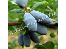 ��������� ��������� �������.jpg