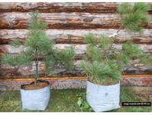 ���� ��������� (���������������)80-90.jpg