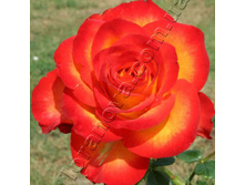 ���� ������