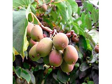 ��������� ��������� ��������� ���������� (V2�) (���, �������, ������� � ������� ��������, �������).jpg