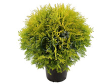 ��� �������� ������ ����� 24�50. 1112 ���.jpg