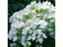 ��������� ����������� ����� ���������.jpg