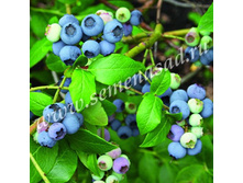 �������� ��������.jpg