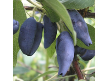 ��������� ���������.jpg