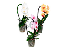 ���������� ������ ���� 1���. 12�60. 698,25 ���.jpg