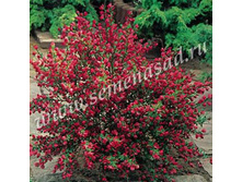 �������� ������ ������ ����.jpg