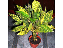 ������ ������� - 350- 450  ���.