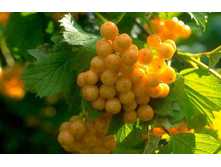 ������ ������������ ������������ (V2�.) (�������� �����������, ����� ������,����.).jpg